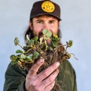 A gardener holds up 20 Quinault Bareroot Strawberry Plants against a grey background.