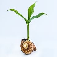 A single Red Hawaiian Ginger Plant potted in seashell on white background.