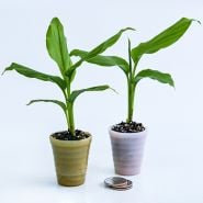 A pair of Red Hawaiian Ginger Plants in little glass pots with a stack of coins to show size.
