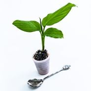 Overhead view of a potted Red Hawaiian Ginger Plant with an Hawaii souvenir spoon.