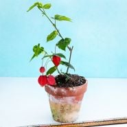 A single Brazilian Bellflower plant in pot with a ruler to show the size.