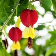 A close-up detail of Brazilian Bellflowers blooming on the plant in a hanging basket.