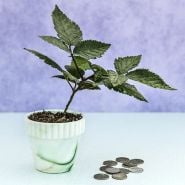Sweetie Pie Blackberry plant in pot with coins to show the size.