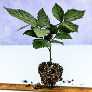 A single Sweetie Pie Blackberry plant showing the rootball with a ruler.