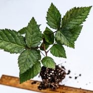 Top view of a Sweetie Pie Blackberry plant with a ruler to show size on a white background.