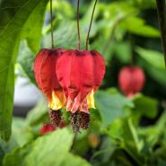 Close-up detail of Brazilian Bellflowers blooming on a mature plant in a Baker Creek greenhouse.