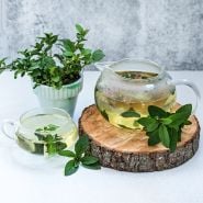 Double Mint plant in pot with tea made from Double Mint against a light background.