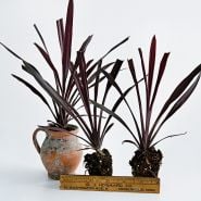 A trio of Red Sensation Grass plants in a pot and without pots and a ruler on a light background.