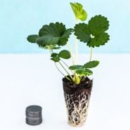 A single Old North Sea Strawberry plant showing the bare root beside a stack of coins to show size.