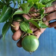 A gardener's hands holding a Possum Purple Passion Fruit on the vine at the Baker Creek greenhouses.
