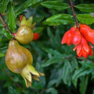 A close-up of young fruit and blooms on a mature Red Pomegranate plant in a Baker Creek greenhouse.