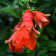 A close-up of Red Pomegranate flowers blooming at Baker Creek.