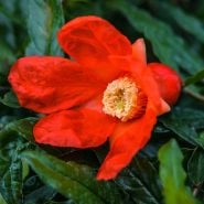 A macro view of a Red Pomegranate flower showing the inside.