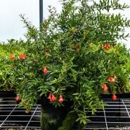 A mature Red Pomegranate plant in a pot in a greenhouse at Baker Creek.