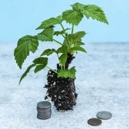 Fall Gold Raspberry Plant showing the root ball beside a stack of coins to show the size.