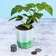 Fall Gold Raspberry Plant in a mini pot with coins to show size.
