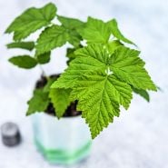 Overhead view of a Fall Gold Raspberry Plant and foliage detail.