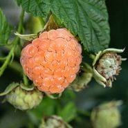 Close-up view of ripe Fall Gold Raspberry on a mature plant in a Baker Creek greenhouse.