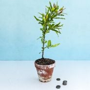 Red Pomegranate plant in pot with coins to show size against a blue background.