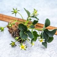 One Pantagruella Strawberry plant showing the bare root with a ruler to show the size.
