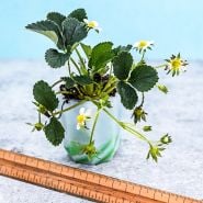 A single Pantagruella Strawberry plant in pot with a ruler to show size.