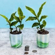 A pair of Thai Galangal (Alpinia galanga) plants in pots with coins to show the size.
