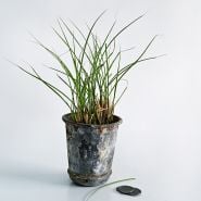 A Maiden Hair Grass plant in a single vintage metal pot with coins to show size on a light background.