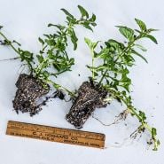 Two bare root Double Mint plants with ruler to show size against a light background.