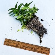 A single bareroot Double Mint plants with ruler to show size against a white background.