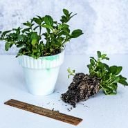 Double Mint Plants in a pot and showing roots with a small ruler to show size on a light background.
