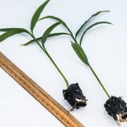 Edible Root Ginger Plants showing the root ball beside a ruler on a light background.