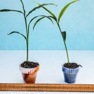 A duo of Edible Root Ginger Plants in pots with a ruler to show size.