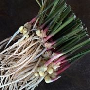 Edible Root Ginger on a copper background.