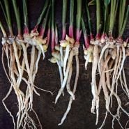 Several Edible Root Ginger plants fresh from the garden on a copper background.
