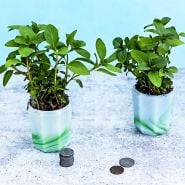Two Thai Mint plants in pots with coins to show size.