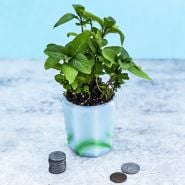 A single Thai Mint plant in pot with coins.