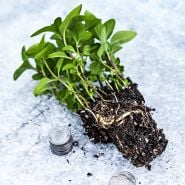 Thai Mint plant showing bare root ball with coins to show size on a cement background.