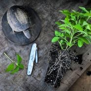 Thai Mint plant with knife and Thai wooden turtle to show size on wooden background.