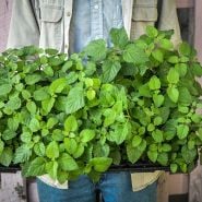 Mandarina Lemon Balm in a starter tray.