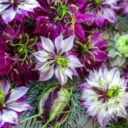 A close-up detailed view of Mulberry Rose Love-In-A-Mist flowers.