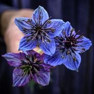 Close-up detail of a hand holding a trio of Midnight Nigella Love-In-A-Mist flowers.
