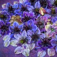 A detailed view of Midnight Nigella Love-In-A-Mist flowers on dark purple background with watch faces.