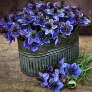 Midnight Nigella Love-In-A-Mist flowers in a metal container on wood.