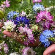 A gardener's hand full of Miss Jekyll Mix Love-In-A-Mist flowers in the gardens at Baker Creek.