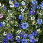 An overhead view of Miss Jekyll Mix Love-In-A-Mist flowers growing in the trial gardens at Baker Creek.