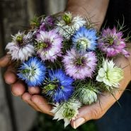 A woman holding a handfull of Miss Jekyll Mix Love-In-A-Mist flowers in the gardens at Baker Creek.