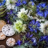  Love-In-A-Mist Seeds, Miss Jekyll Mix 