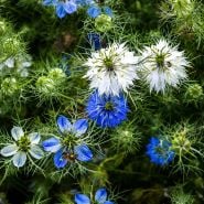 Pollinators enjoy Miss Jekyll Mix Love-In-A-Mist flowers in the garden at Baker Creek.