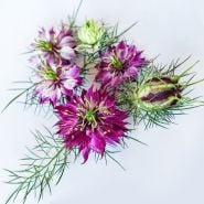 A detailed view of several Mulberry Rose Love-In-A-Mist flowers with a pod on a white background.