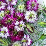 A clse-up view of Mulberry Rose Love-In-A-Mist with pods and feathery foliage.